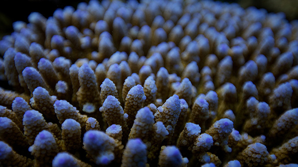 Did you know: How do corals create colonies
