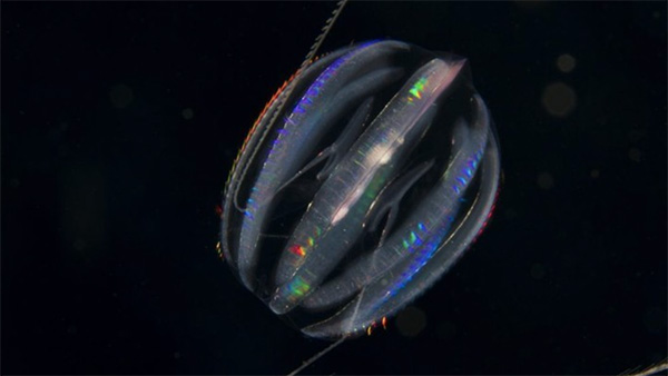 Image of the week: Ctenophores light up our shores!