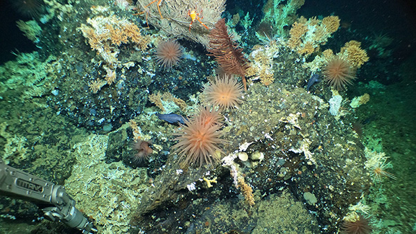 Scientists Aboard R/V Atlantis Discover Pristine Deep-Sea Coral Reefs in the Galápagos Marine Reserve