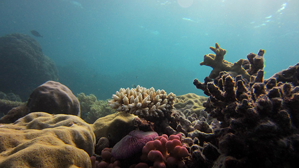 Digital reefs project awarded $5 million from NSF