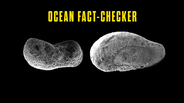 Ocean Fact-Checker: Ocean acidification is no big deal right?