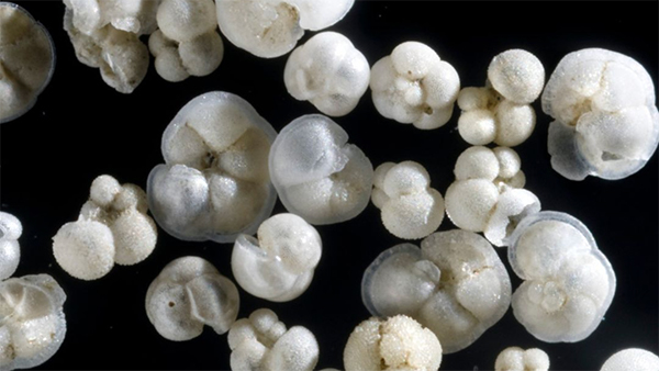 Image of the week: Forams of the sea