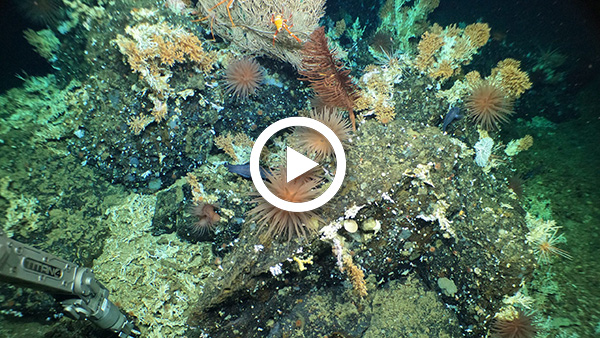 Deep-sea coral reef discovered in the Galápagos with HOV Alvin