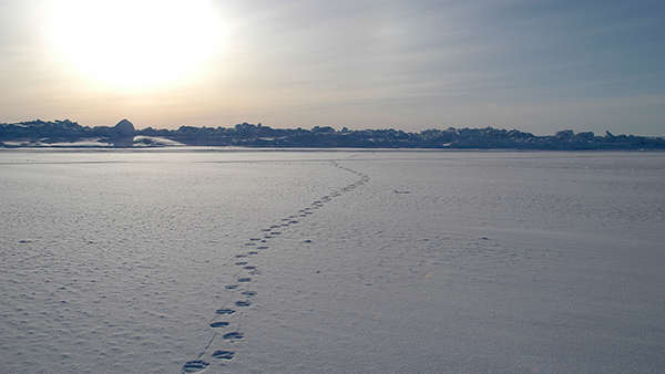 Building bridges in the Arctic