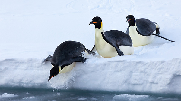 Did you know: Why do emperor penguins toboggan?