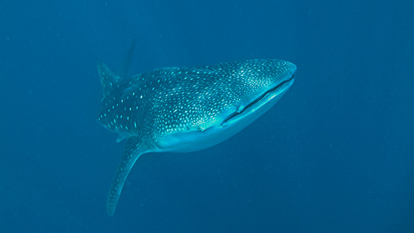Iconic sharks: The whale shark