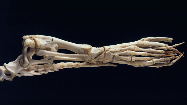 Image of the week: a skeletal flipper
