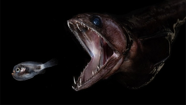 Image of the week: It's a fish eat fish world
