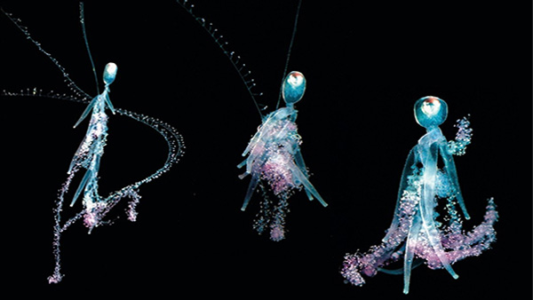 Image of the week: The siphonophore Rhizophysa