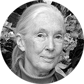Jane Godall