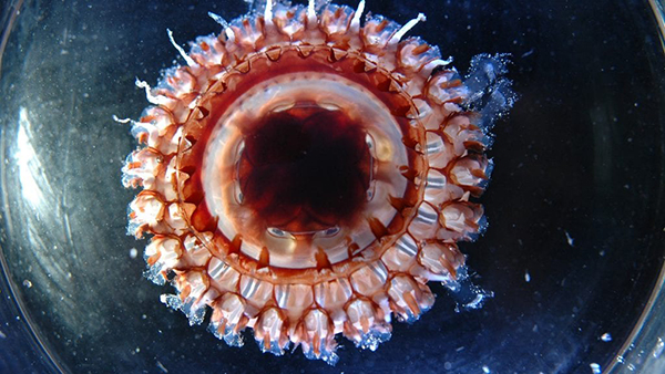  jellyfish Atolla