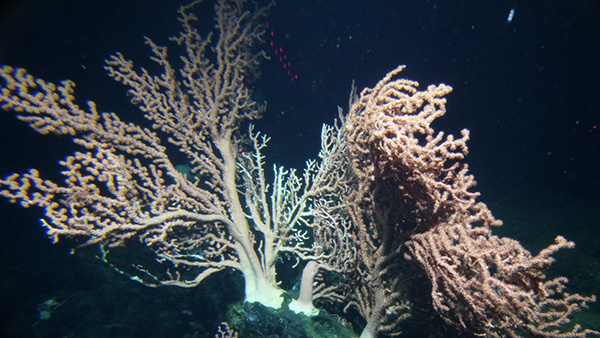 New Study: Deep Sea Sensor Reveals That Corals Produce Reactive Oxygen Species