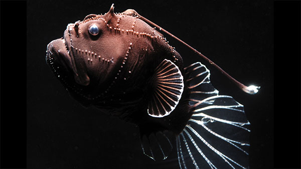 Angler Fish