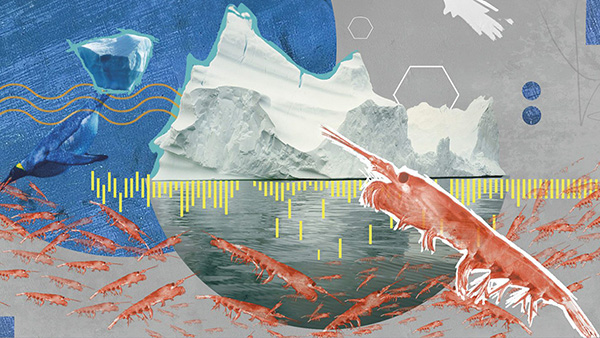 Nowhere to go: Antarctic krill face an uncertain future