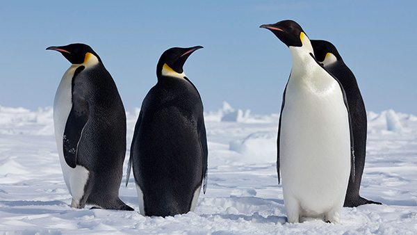 Ocean topics: Emperor penguins