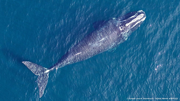 Correction: Updated North Atlantic right whale numbers