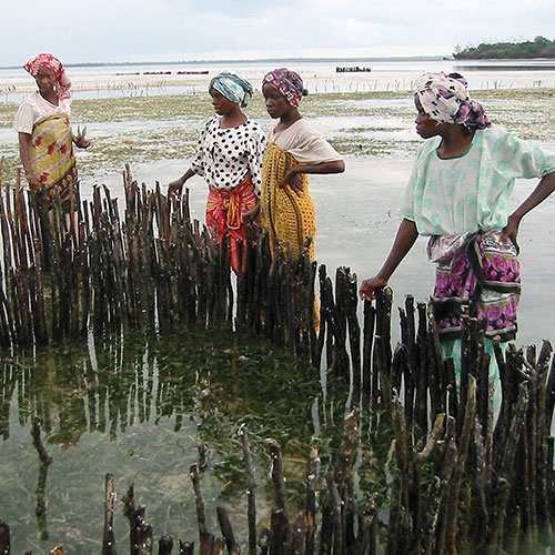 Shellfishing in Zanzibar