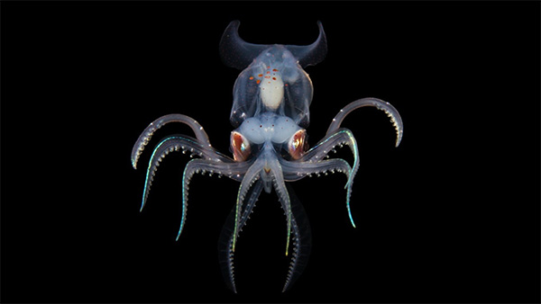 Image of the week: the adult sharpear enope squid