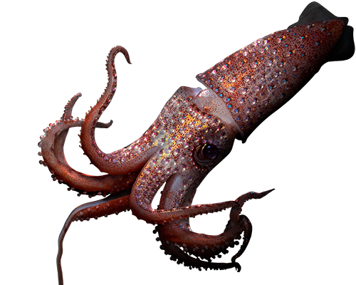 strawberry squid