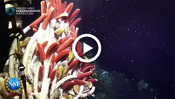 Watch ROV Jason Livestream