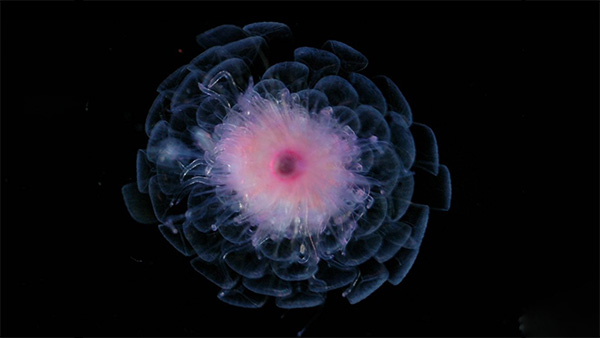 Image of the week: A deep-sea carnation
