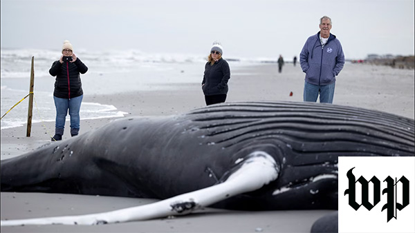 North Atlantic right whale deaths continue