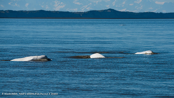 Study Sheds Light on Critically Endangered Beluga Whale Population