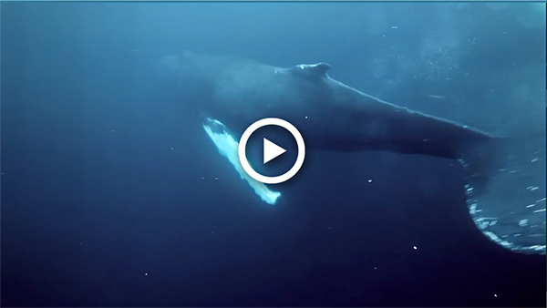 Next on Ocean Encounters: Saving the North Atlantic Right Whale