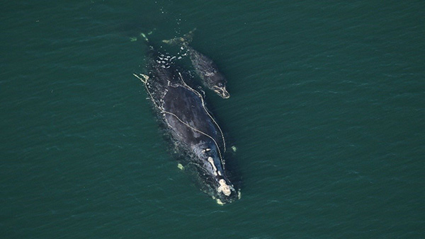 Smaller female North Atlantic right whales have fewer calves: declining body size may contribute to low birth rates