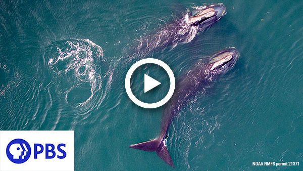 PBS Special: Saving Right Whales