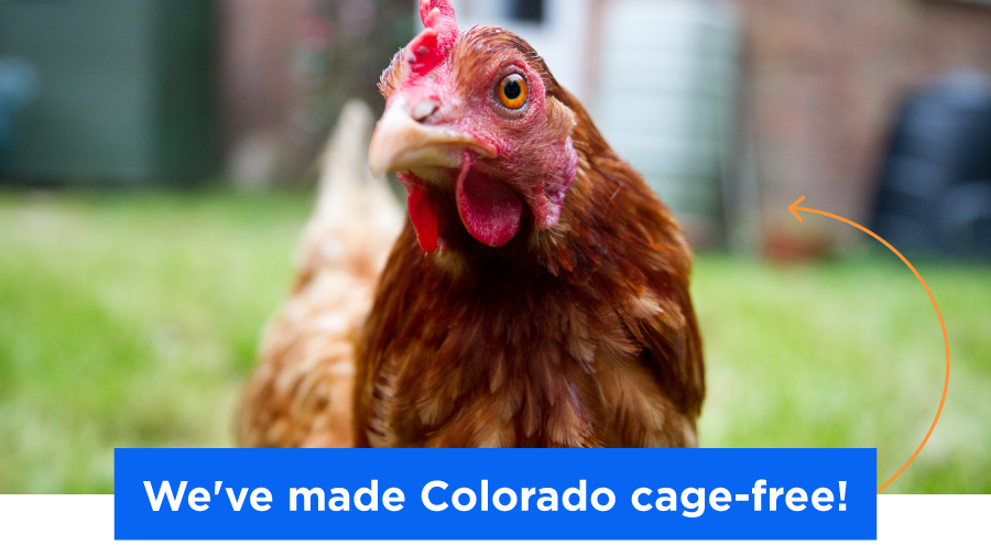 Colorado is Cage Free!