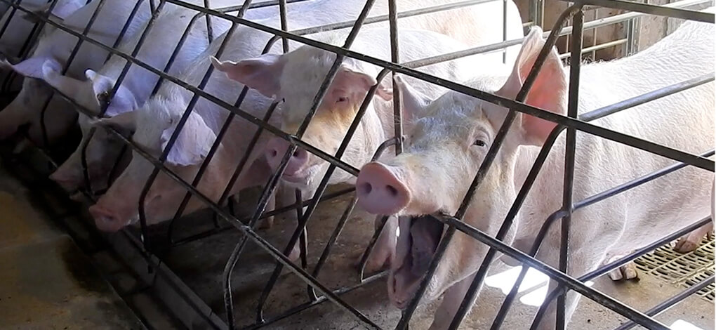 Image of pigs in cages