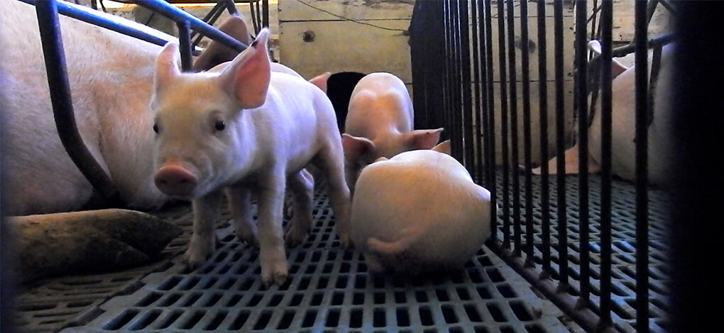 Image of pigs in cages