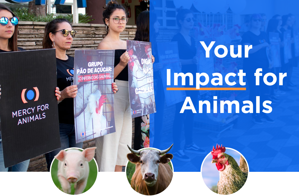 Your Impact For Animals