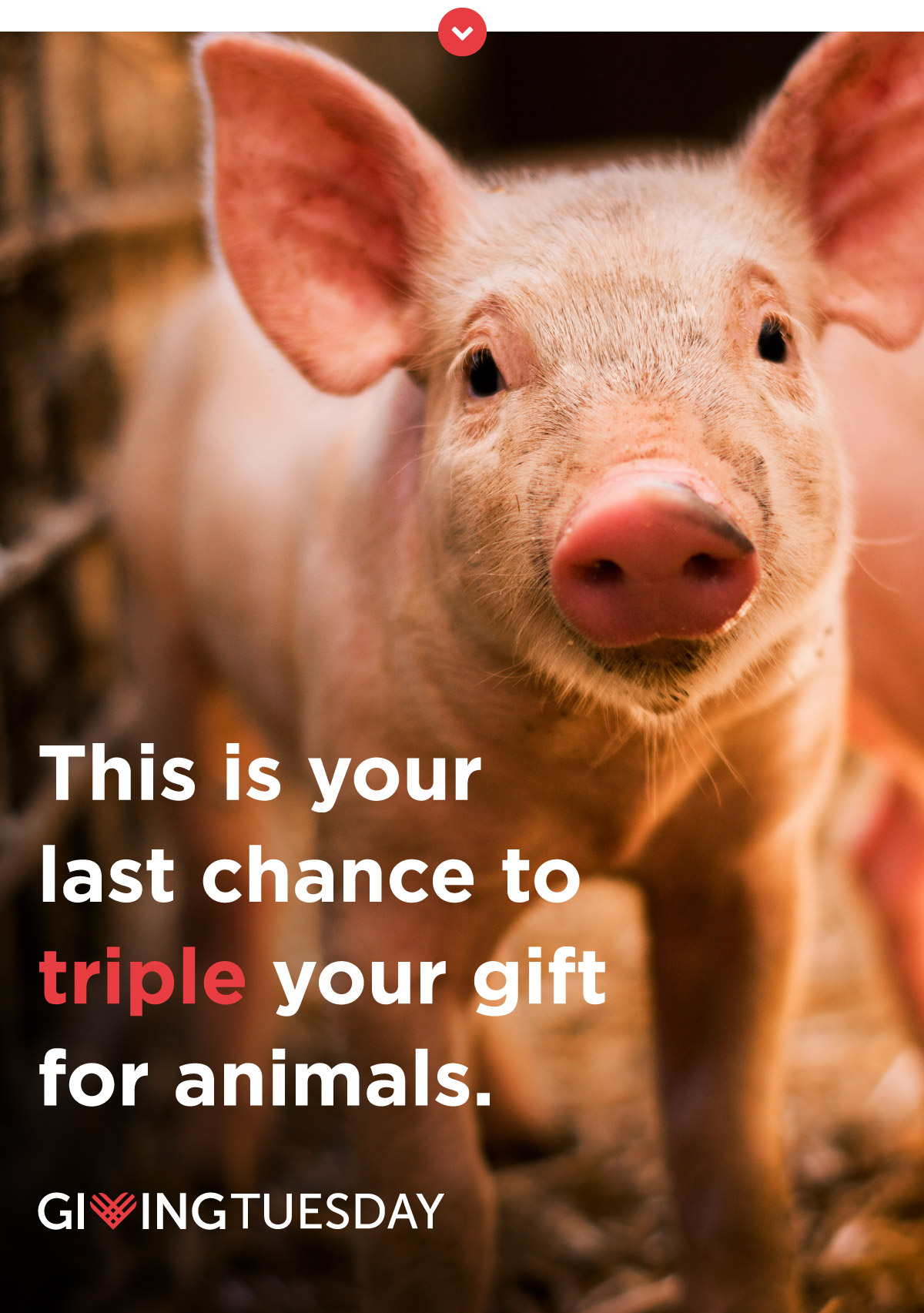 This is your last chance to triple your gift for animals.