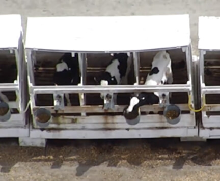 Cows crammed in confinement at a factory farm.