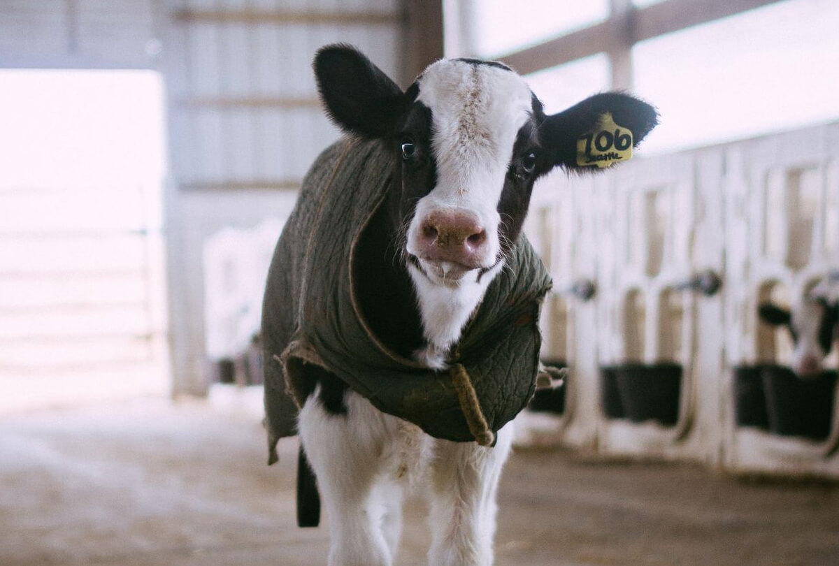 Calf in barn.