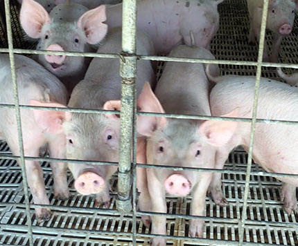 Piglets crammed in cage.