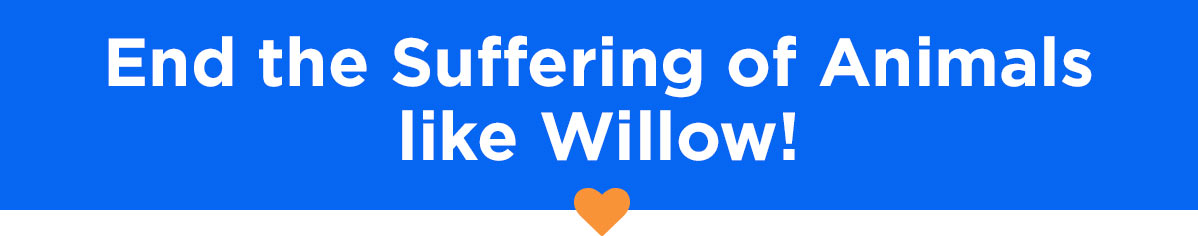 End the suffering of animals like Willow