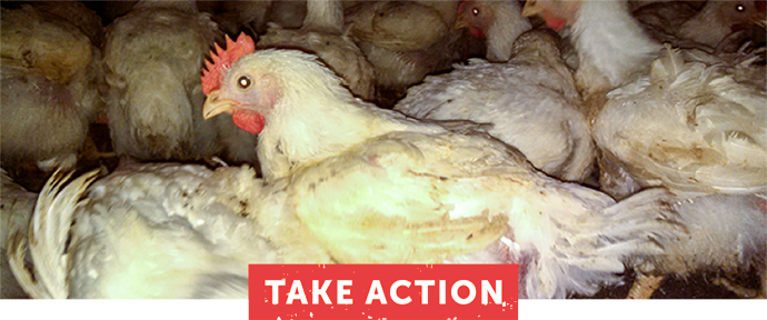 Take Action Now!