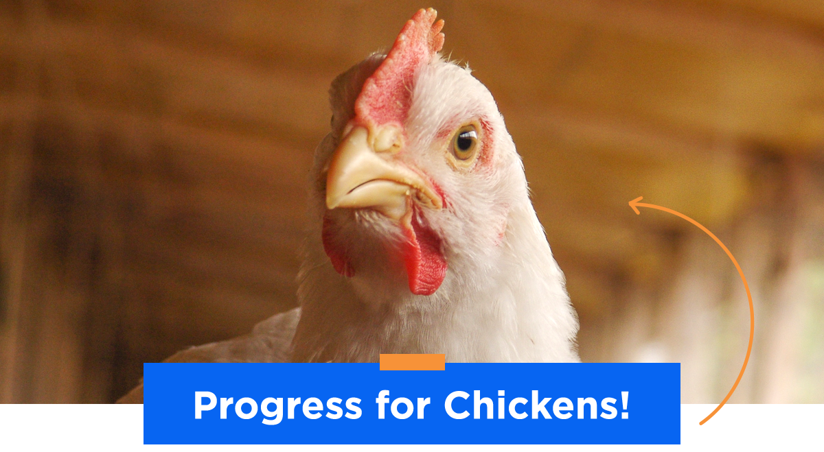 Progress For Chickens