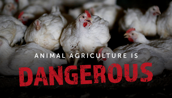 Animal Agriculture is Dangerous