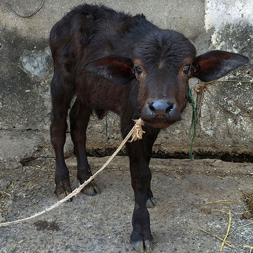 India Calf