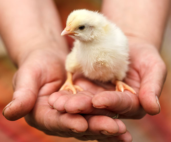 Chickens crammed in cage.