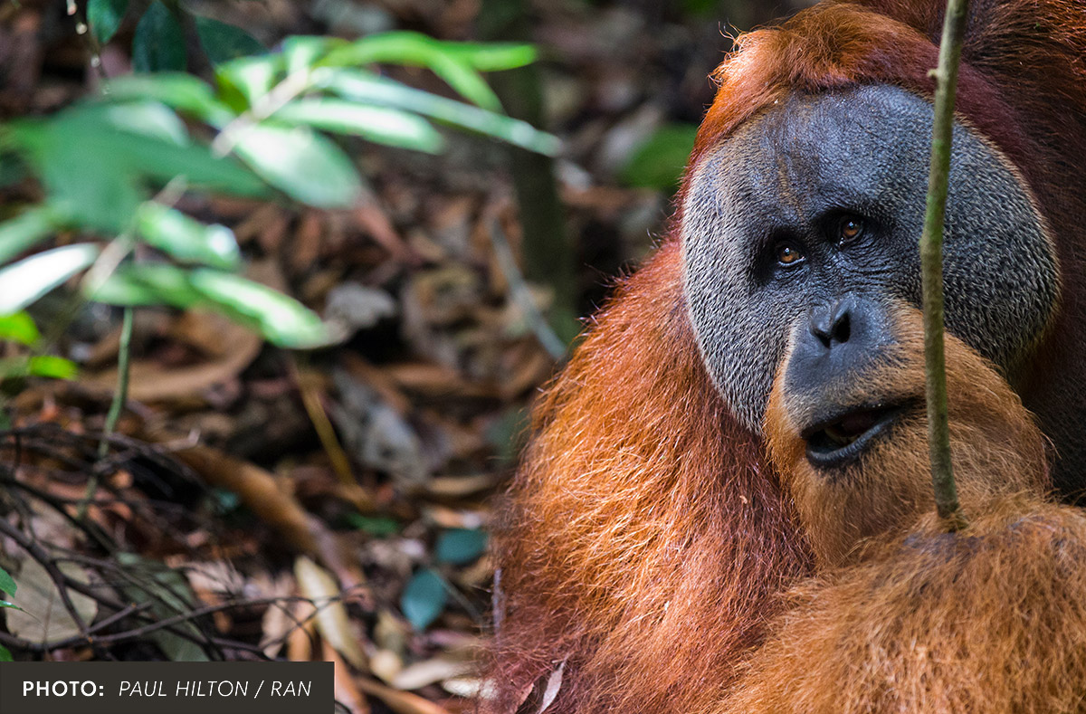 Baby orangutan looking at you.