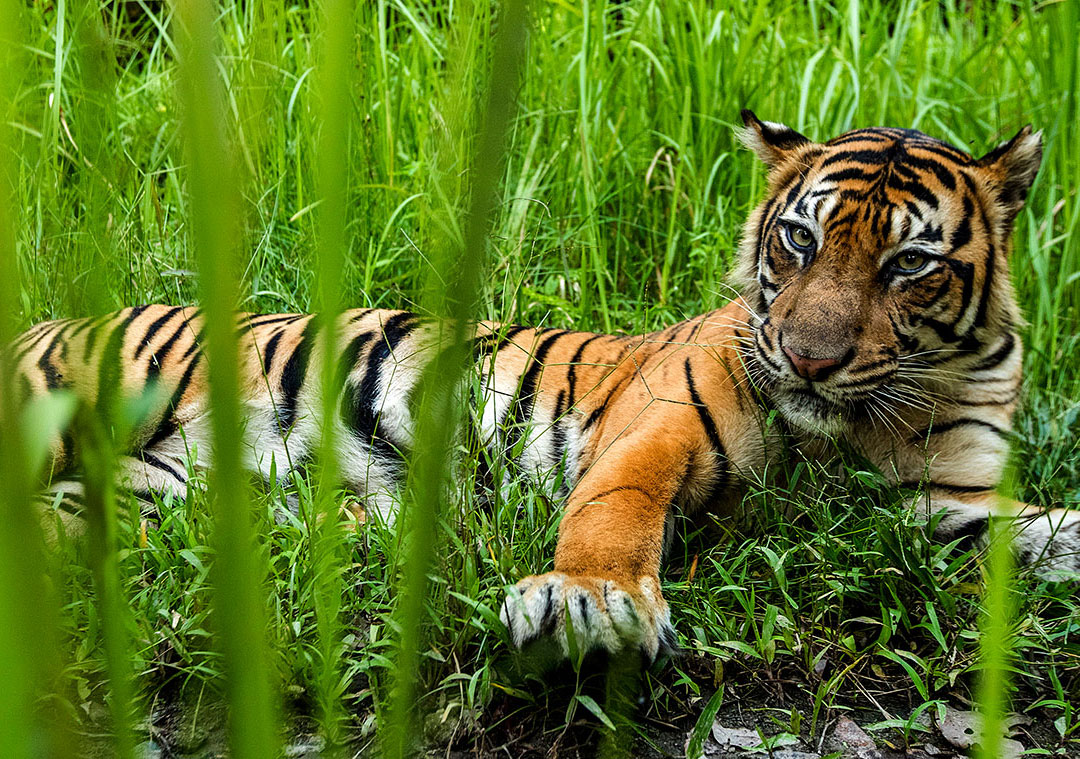 Tiger looking at you.