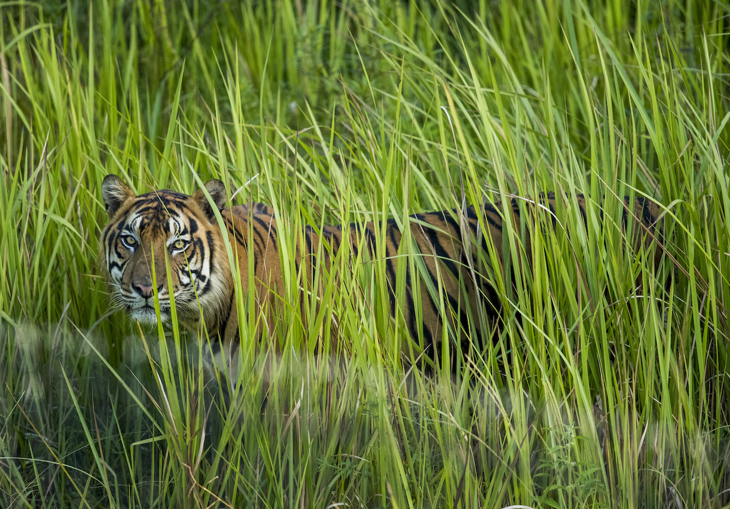 Save the Rainforest, Save the Tigers - Rainforest Action Network