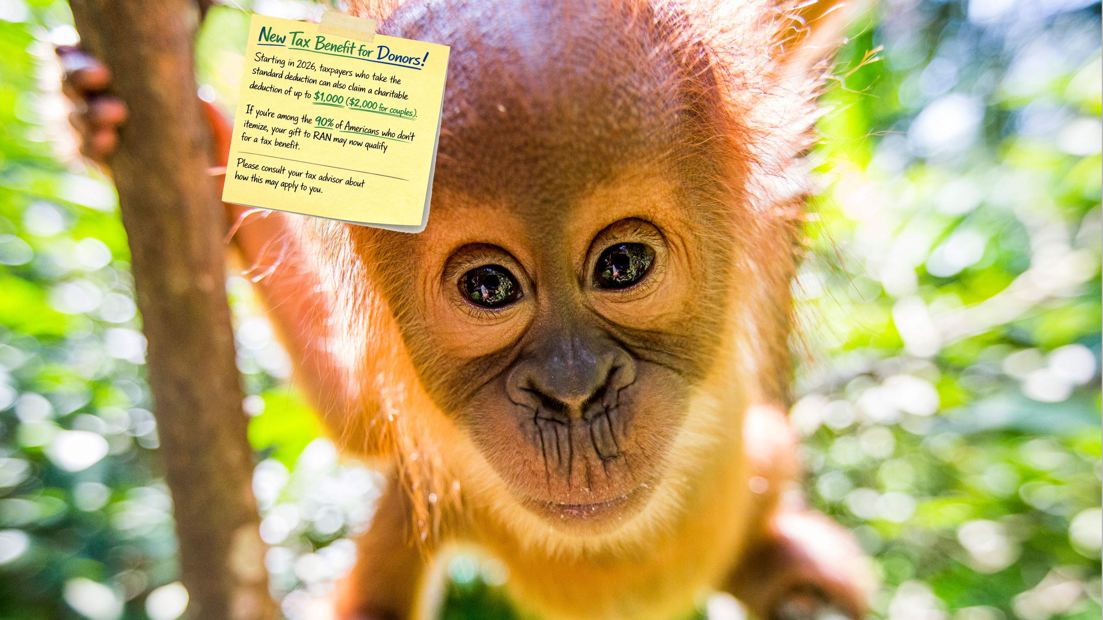 baby orangutan looking at the camera, close up