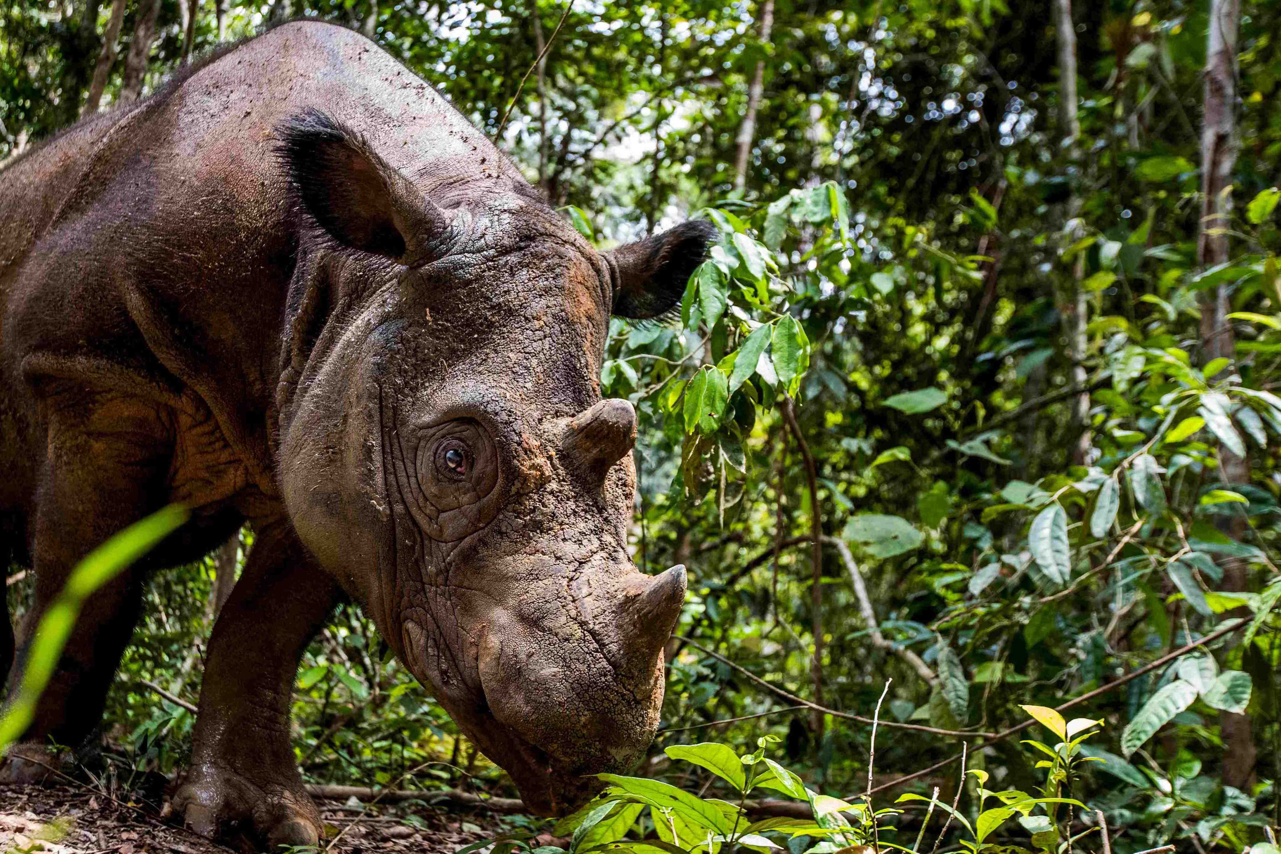 Sumatran tiger looking at you