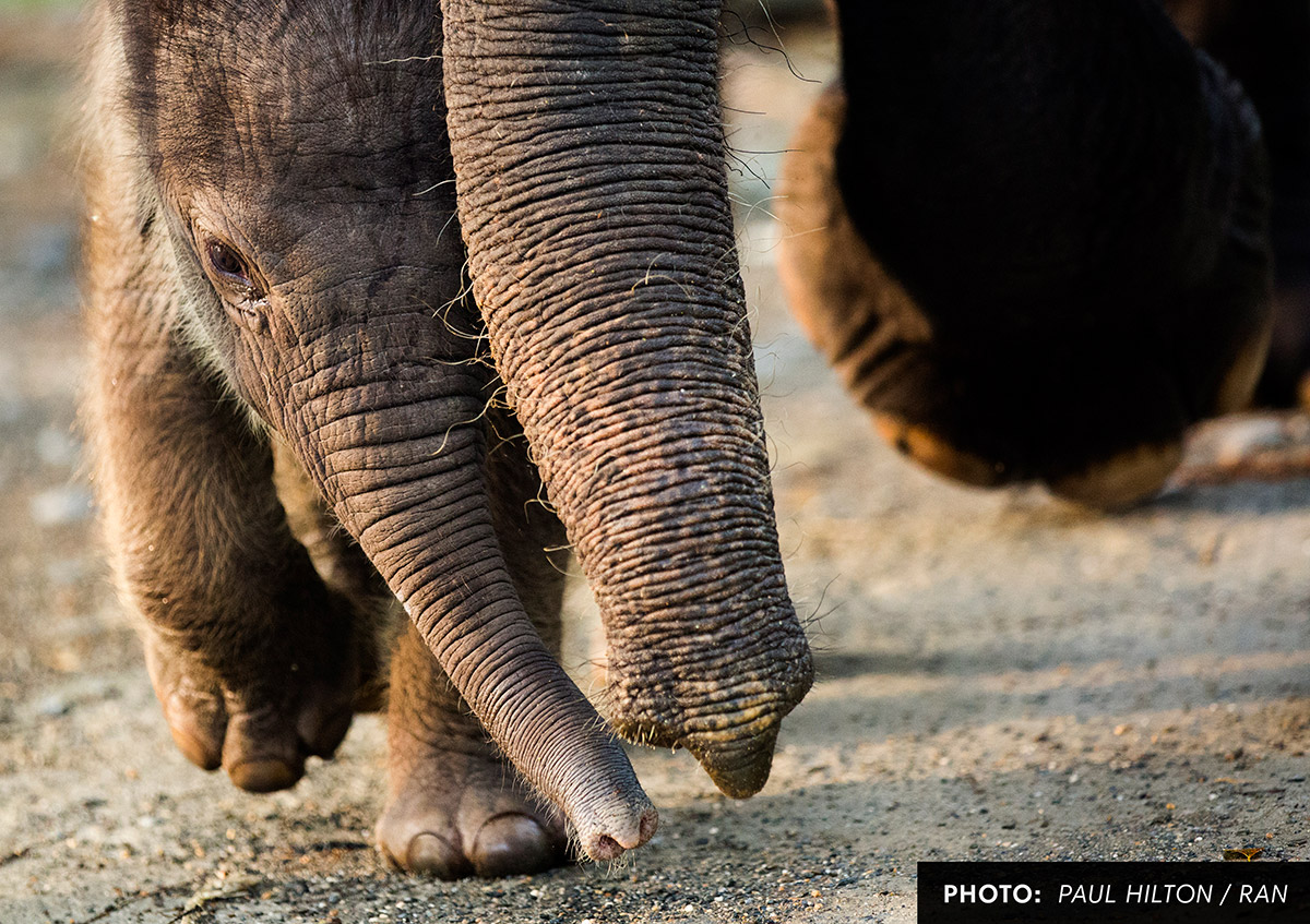Sumatran tiger looking at you